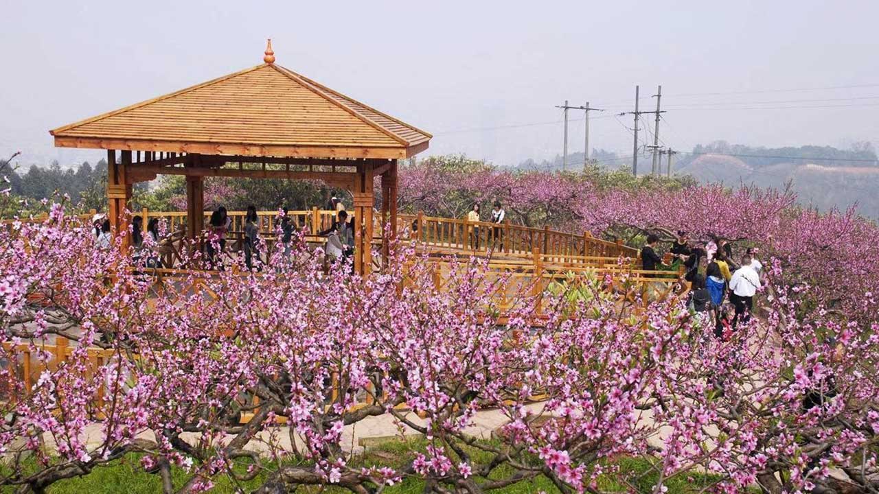 成都龍泉花果山 成都龍泉花果山.jpg